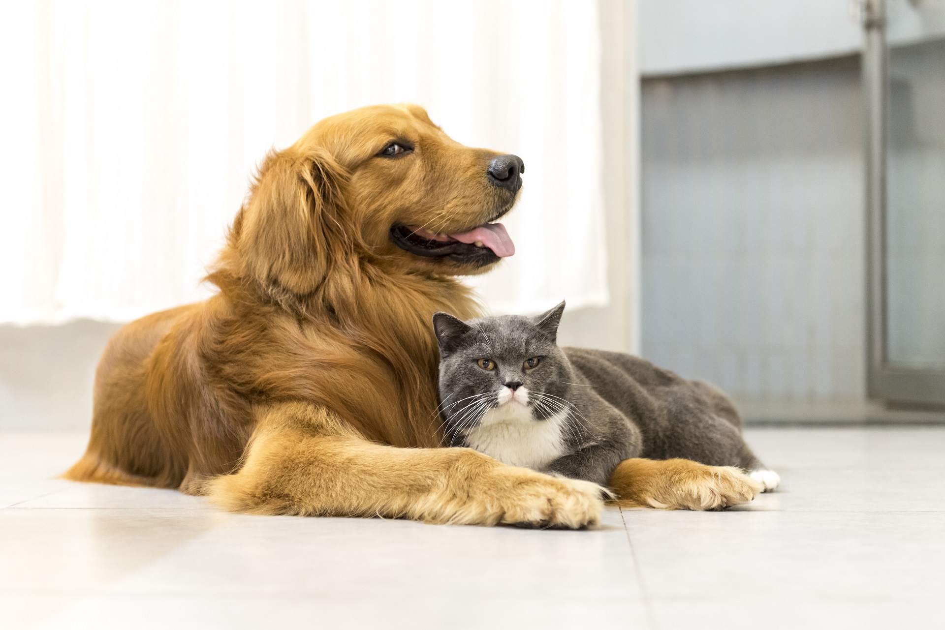 Veterinarian in King City, CA